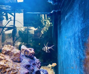 Aquarium World LLC