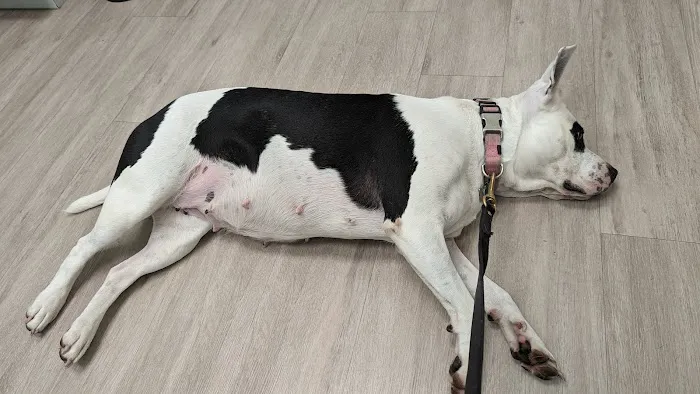 Harmony Pet Clinic 12