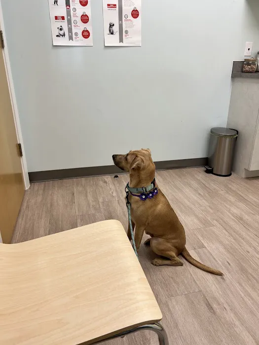 Harmony Pet Clinic 12