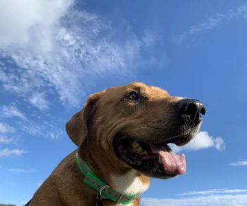 Paws & Remember of Northwest Ohio