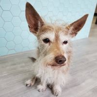 South Creek Animal Clinic ico