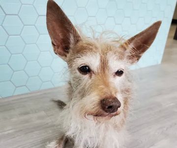 South Creek Animal Clinic