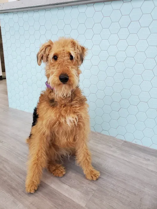 South Creek Animal Clinic 12