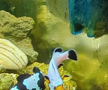 Cris' FISH & CHIPS CUSTOM AQUARIUMS