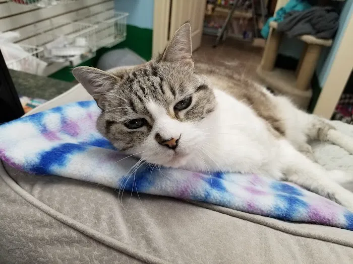 Angel's Pet Hospital 12
