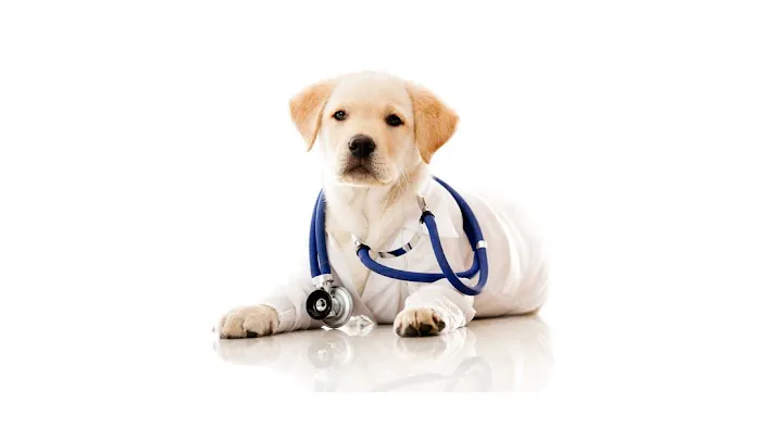 Angel's Pet Hospital 12