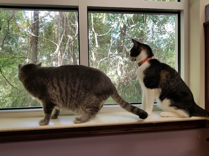 Just Cats Veterinary Services 12