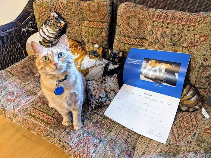 Just Cats Veterinary Services 12
