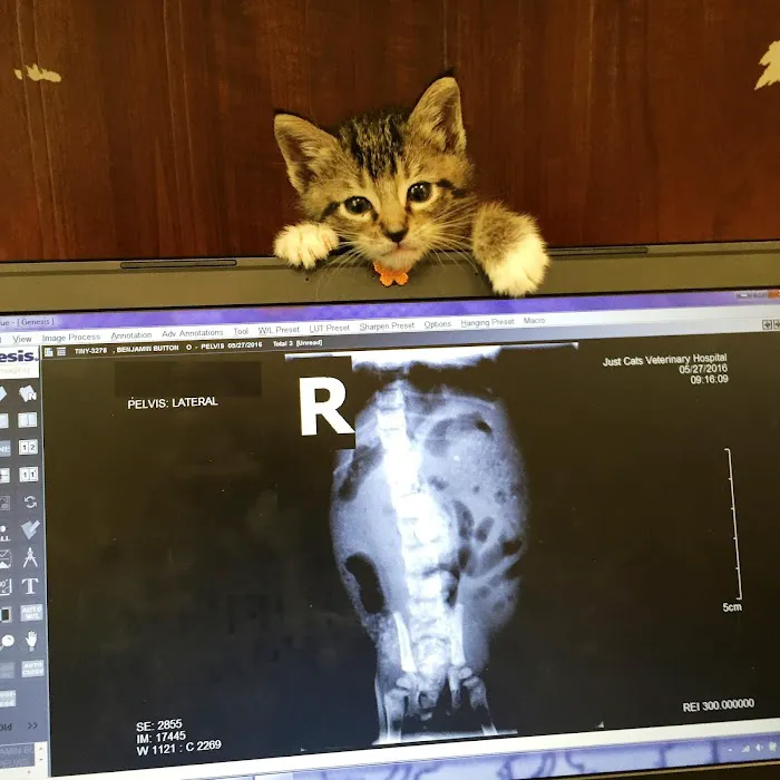 Just Cats Veterinary Services 12