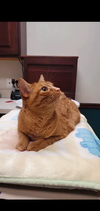 Just Cats Veterinary Services 12