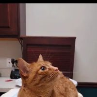 Just Cats Veterinary Services ico