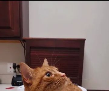 Just Cats Veterinary Services