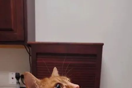 Just Cats Veterinary Services