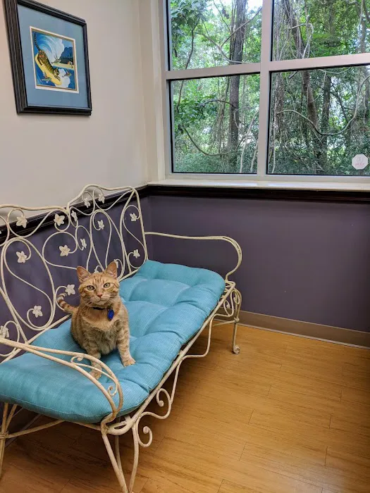 Just Cats Veterinary Services 12