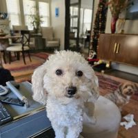 Fondren Animal Hospital ico