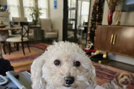 Fondren Animal Hospital