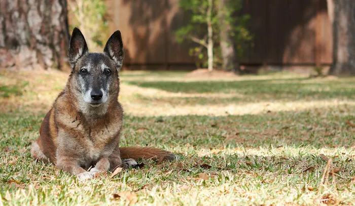 Tanglewilde Veterinary Clinic 12