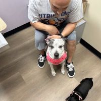 Tanglewilde Veterinary Clinic ico