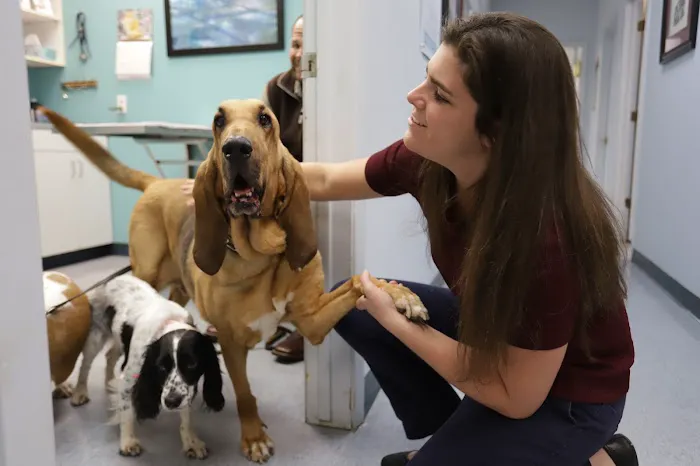 Tanglewilde Veterinary Clinic 12