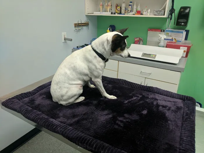 Tanglewilde Veterinary Clinic 12