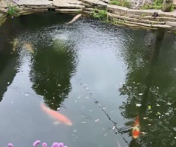 Michigan Koi - Risher's