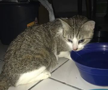 Woodlake Pet Hospital