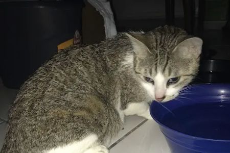 Woodlake Pet Hospital