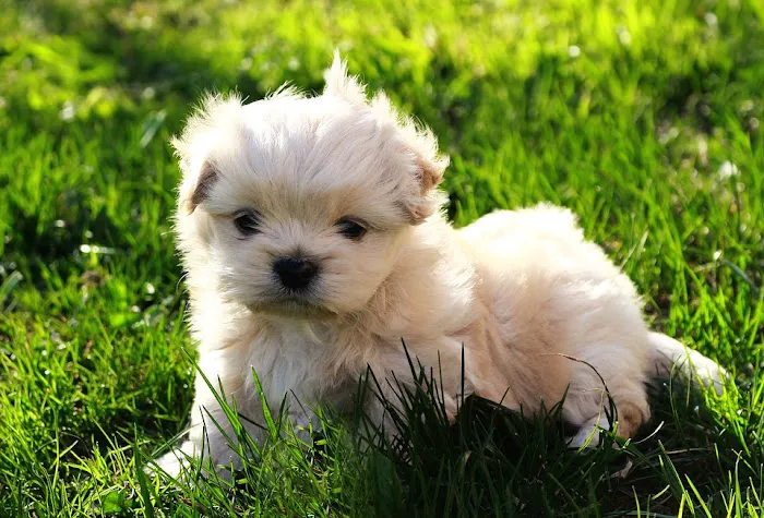 Woodlake Pet Hospital 12