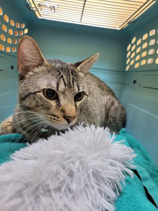 Woodlake Pet Hospital 12