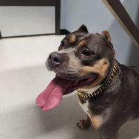 Palm to Paws ico