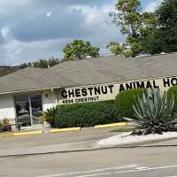 Chestnut Animal Hospital PC ico