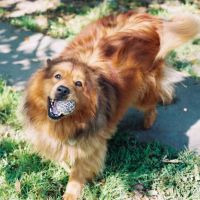 Westchase Animal Clinic ico