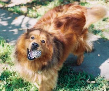 Westchase Animal Clinic