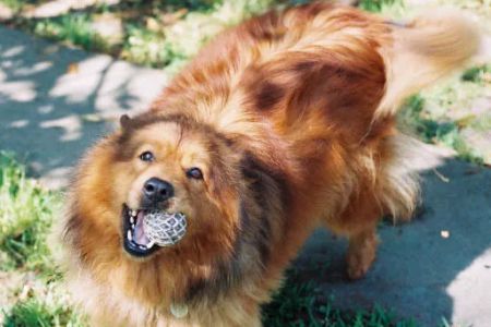 Westchase Animal Clinic