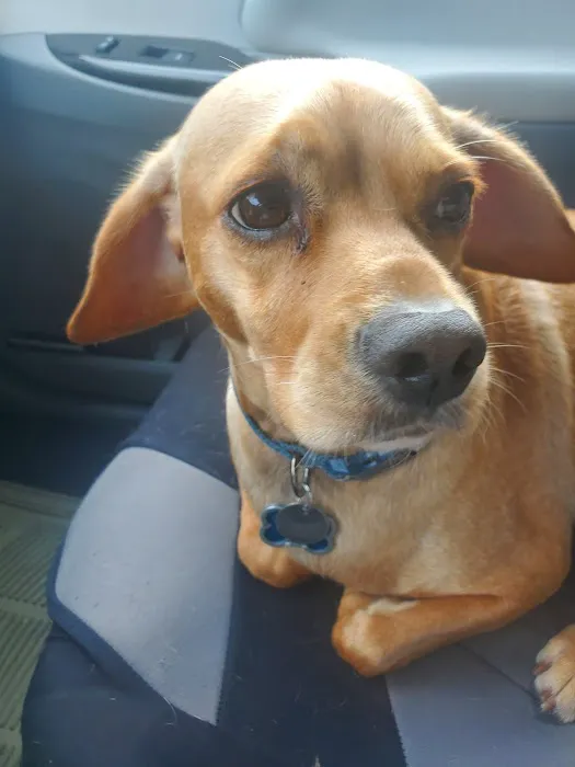 Westchase Animal Clinic 12
