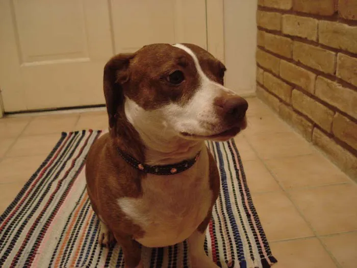 Westchase Animal Clinic 12