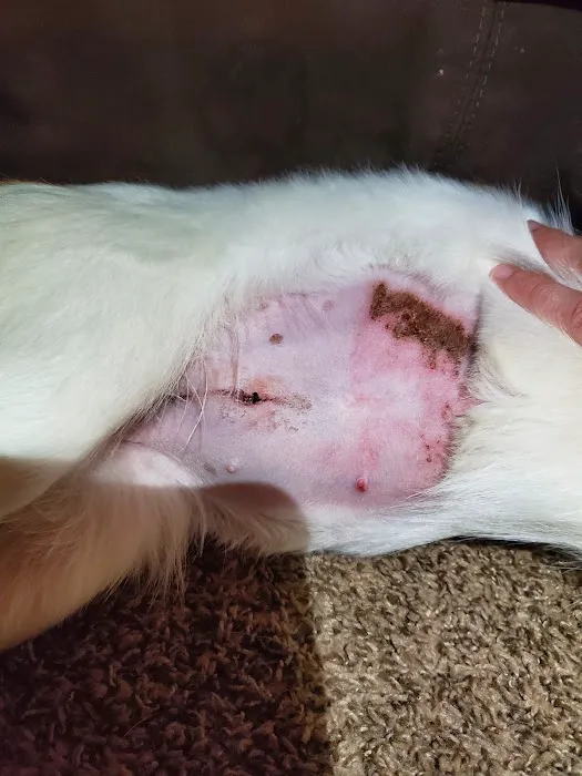 Southwest Animal Clinic 12