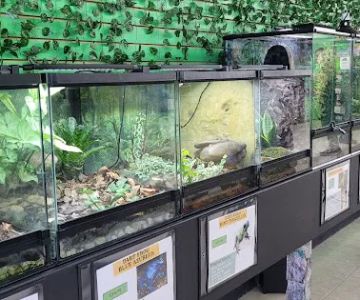 Raising Reptiles
