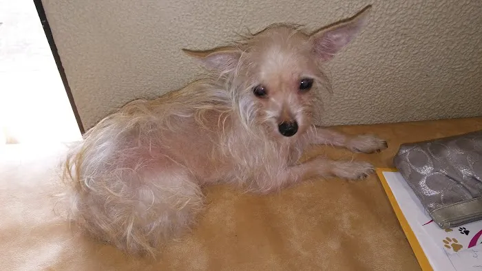 Westheimer Animal Clinic 12