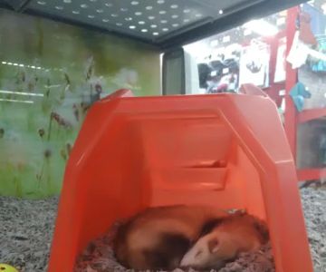Petco