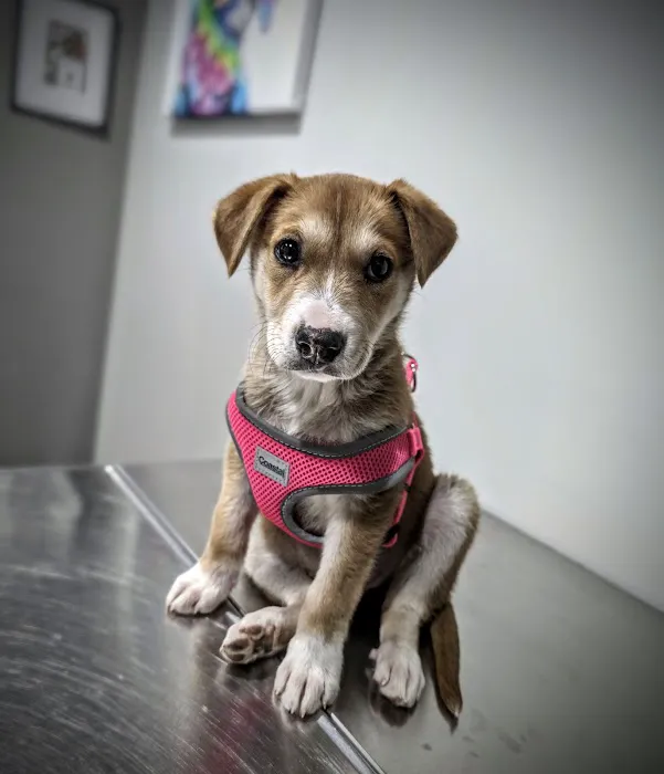 Bellaire-Richmond Pet Hospital 12