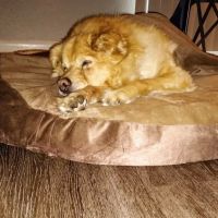 Bellaire-Richmond Pet Hospital ico