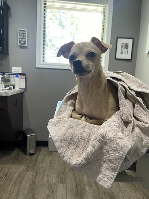 Bellaire-Richmond Pet Hospital 12