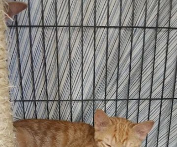 Pet Supplies Plus Bay City