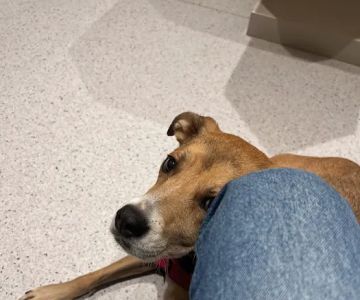 Bond Vet - Roslyn