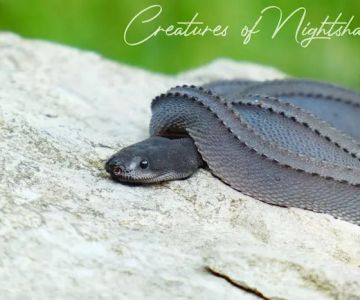 Creatures of Nightshade