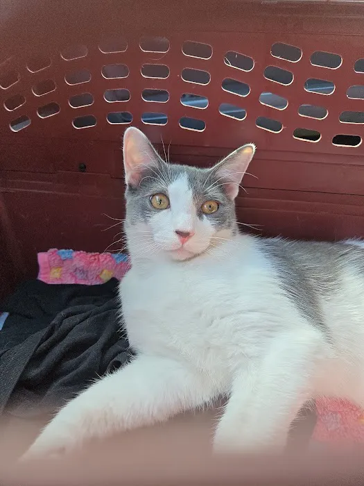 Feline Veterinary Hospital 12