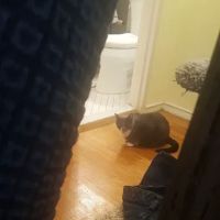 Feline Veterinary Hospital ico