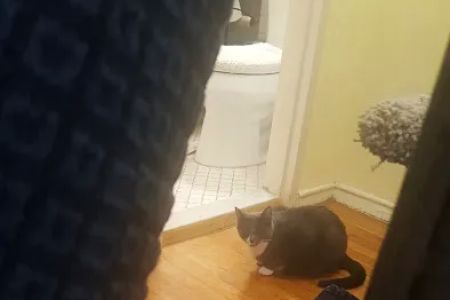 Feline Veterinary Hospital