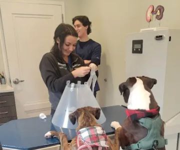 Roslyn Village Veterinarian